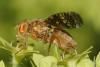 Oxyna sp.